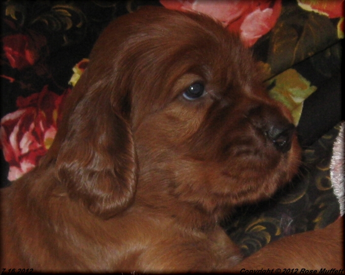 Liza's Puppies