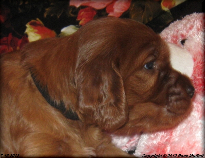 Liza's Puppies