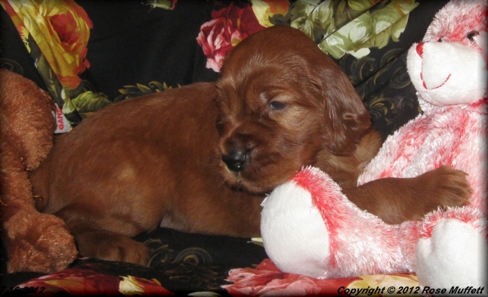 Liza's Puppies