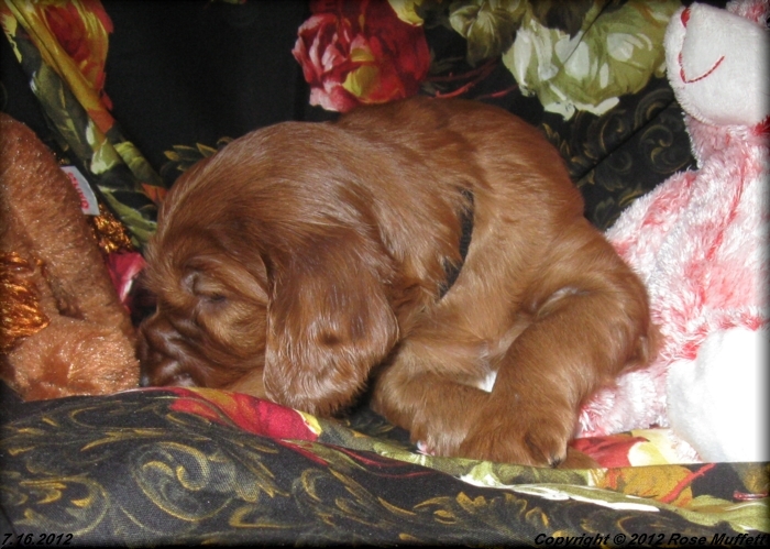 Liza's Puppies