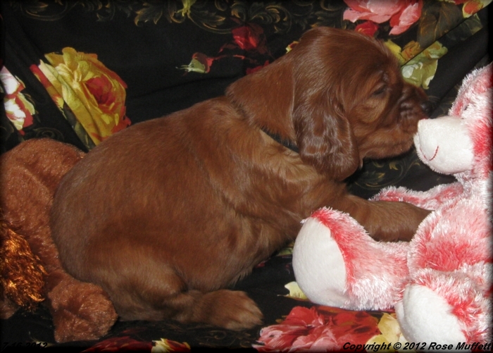 Liza's Puppies