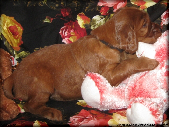 Liza's Puppies