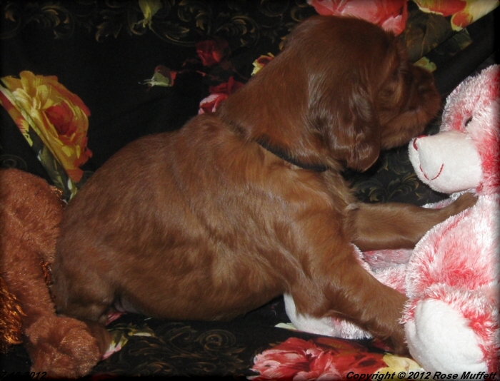 Liza's Puppies