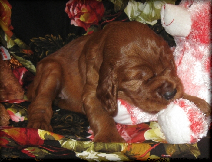 Liza's Puppies