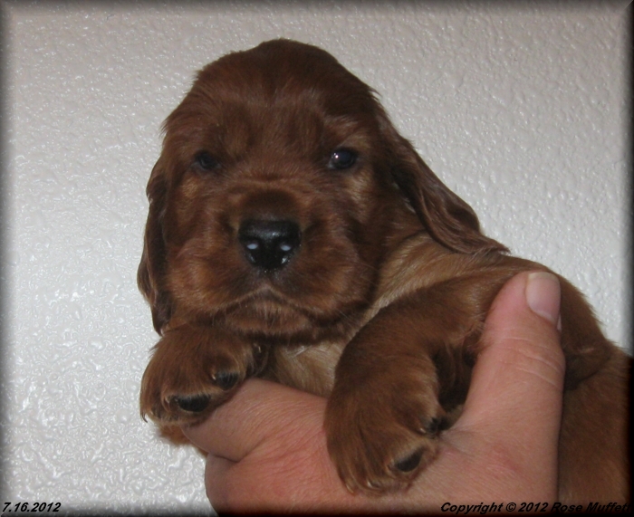 Liza's Puppies
