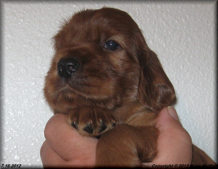 Liza's Puppies