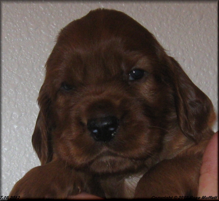 Liza's Puppies