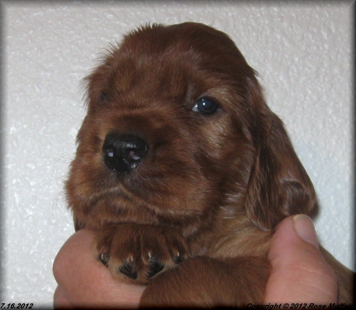 Liza's Puppies