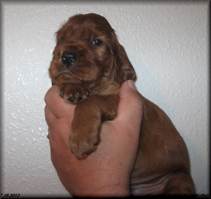 Liza's Puppies