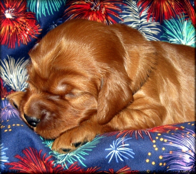 Liza's Puppies