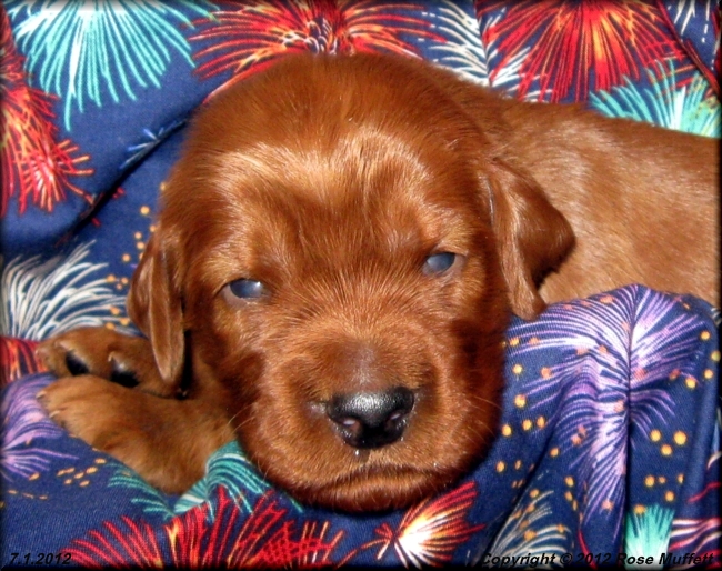 Liza's Puppies