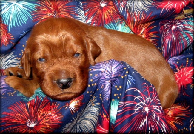 Liza's Puppies