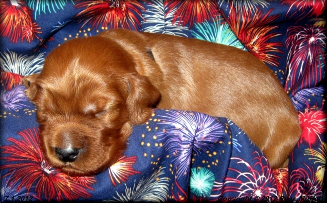 Liza's Puppies