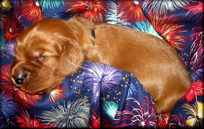 Liza's Puppies