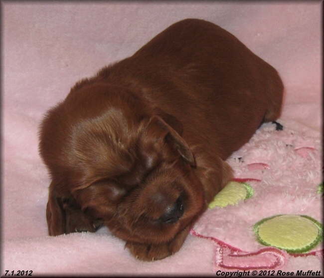 Liza's Puppies