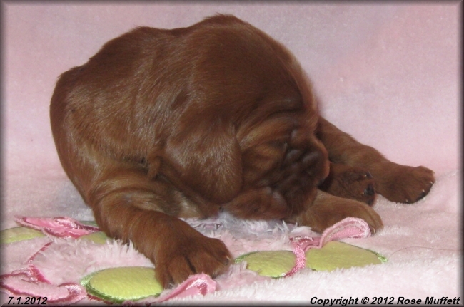 Liza's Puppies
