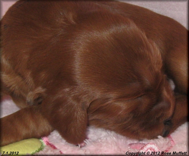 Liza's Puppies