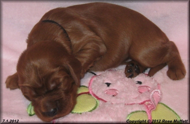 Liza's Puppies