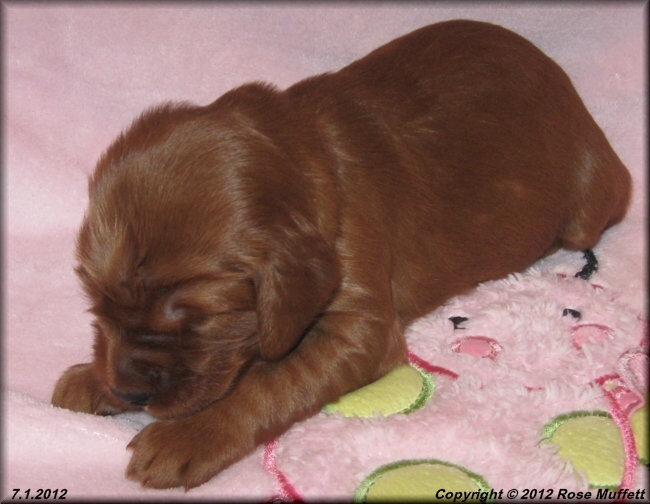Liza's Puppies