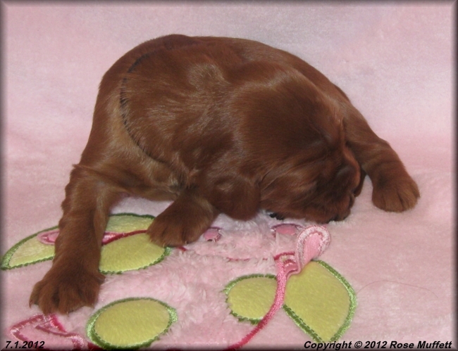 Liza's Puppies