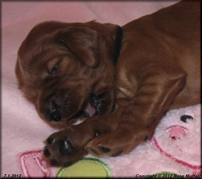 Liza's Puppies
