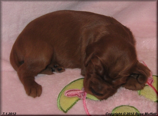 Liza's Puppies