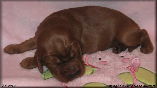 Liza's Puppies