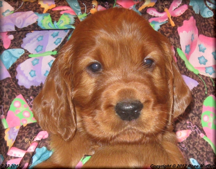 Liza's Puppies