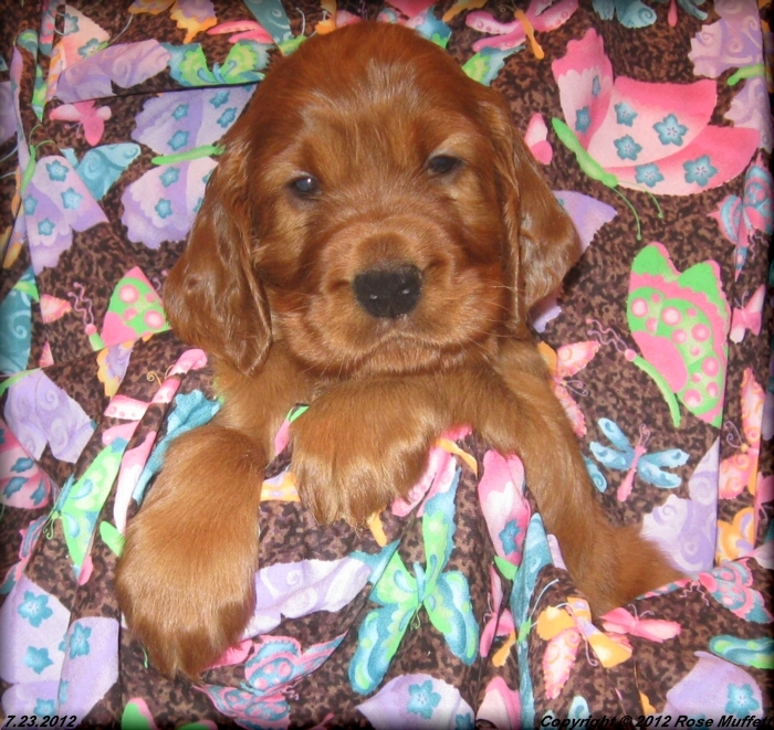 Liza's Puppies