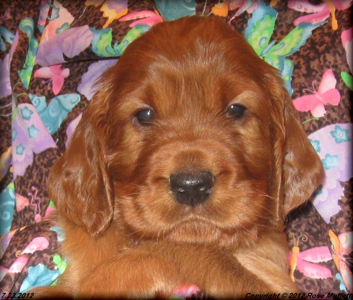 Liza's Puppies