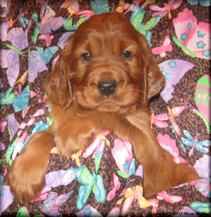 Liza's Puppies