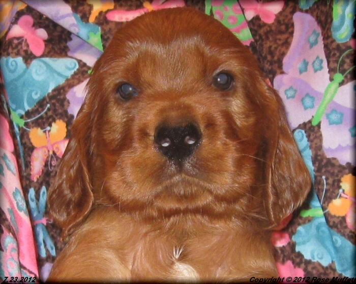 Liza's Puppies