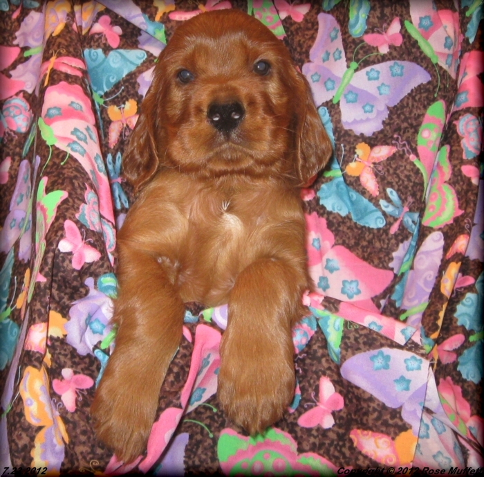 Liza's Puppies