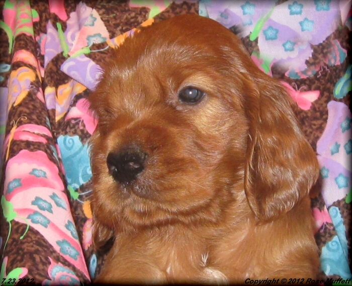 Liza's Puppies