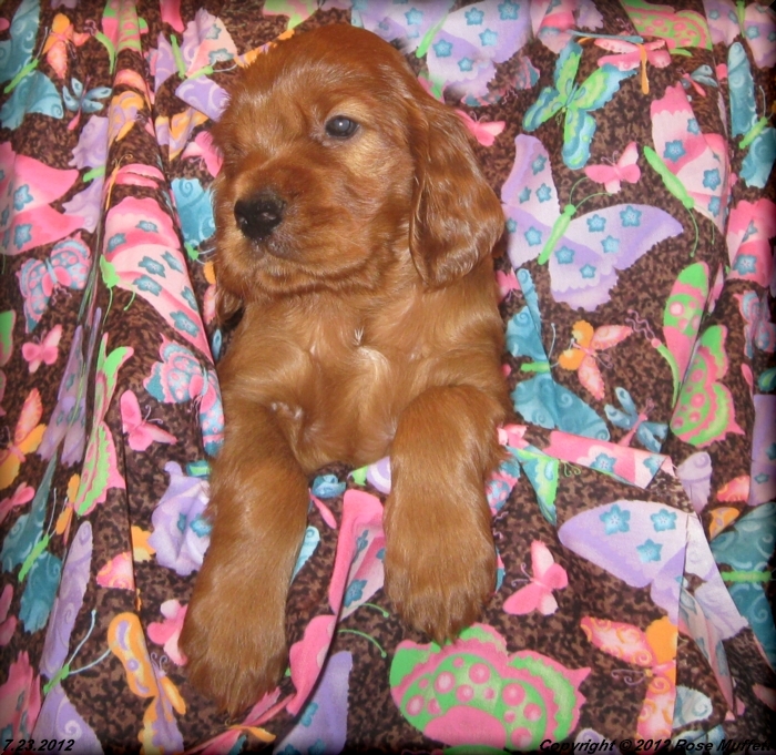 Liza's Puppies