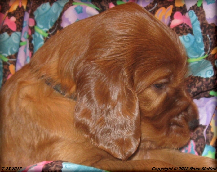 Liza's Puppies
