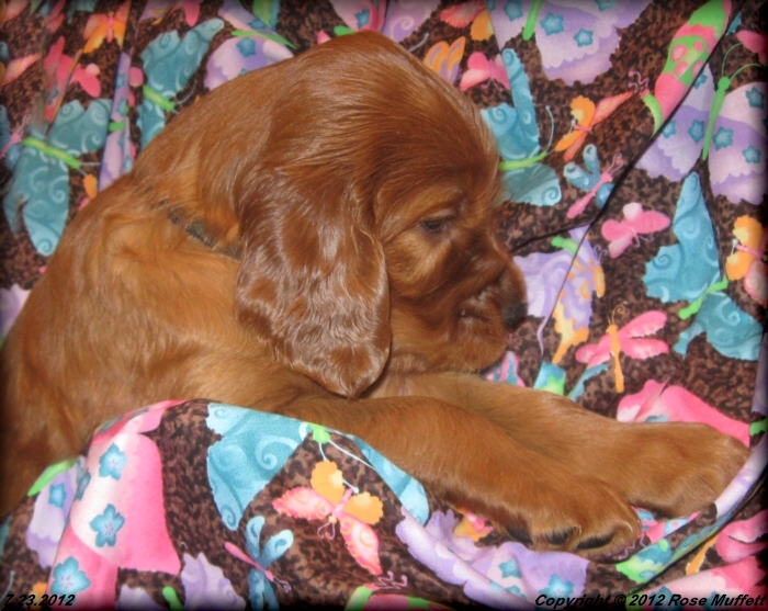 Liza's Puppies