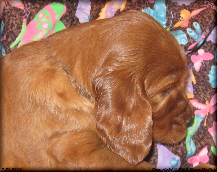Liza's Puppies