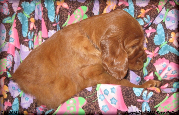 Liza's Puppies