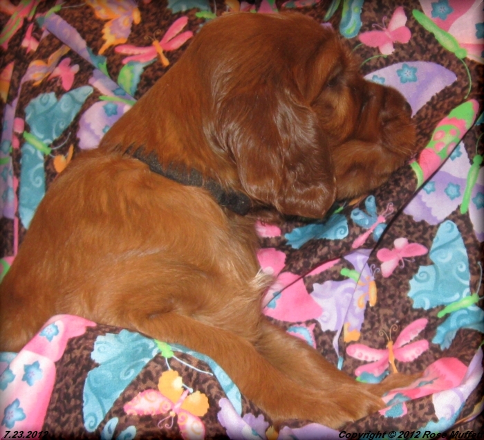 Liza's Puppies