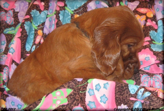 Liza's Puppies