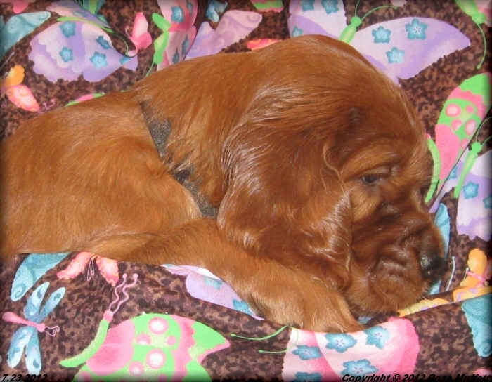 Liza's Puppies