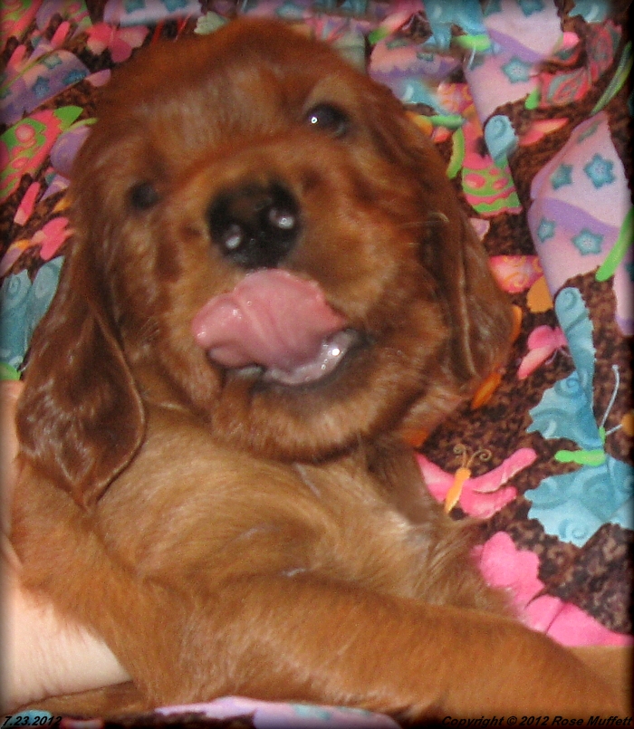 Liza's Puppies