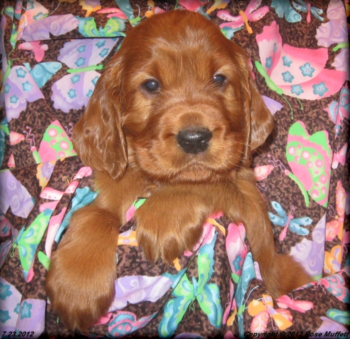 Liza's Puppies
