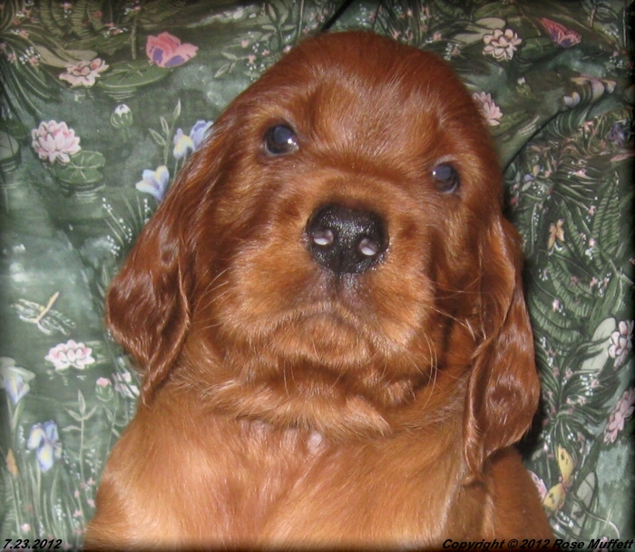 Liza's Puppies