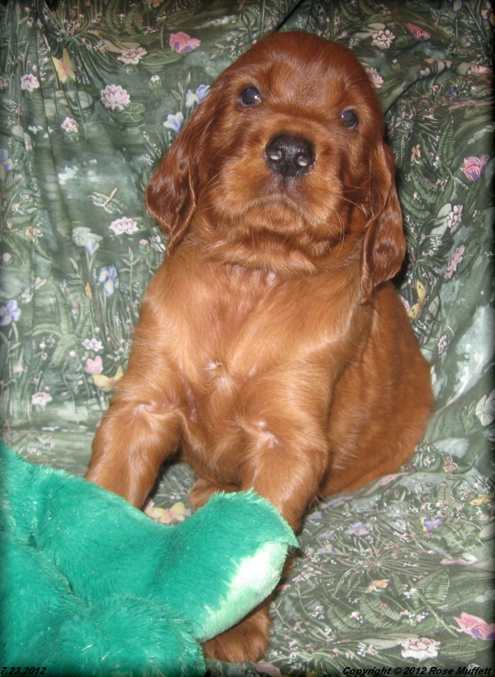 Liza's Puppies