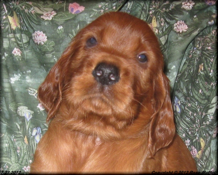 Liza's Puppies
