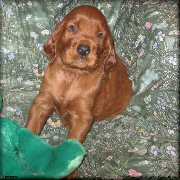 Liza's Puppies