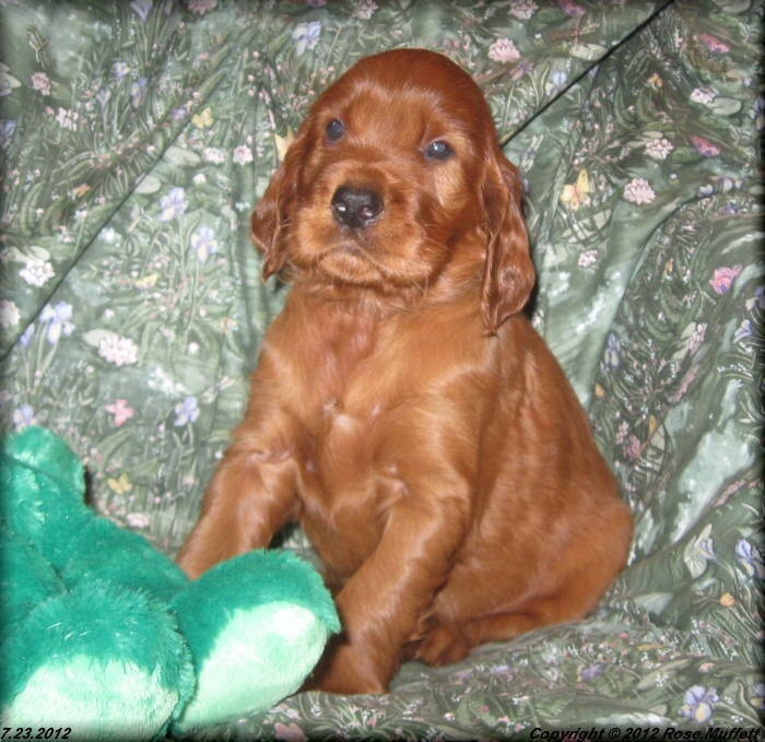 Liza's Puppies
