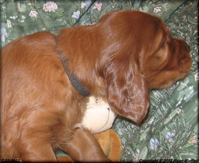Liza's Puppies